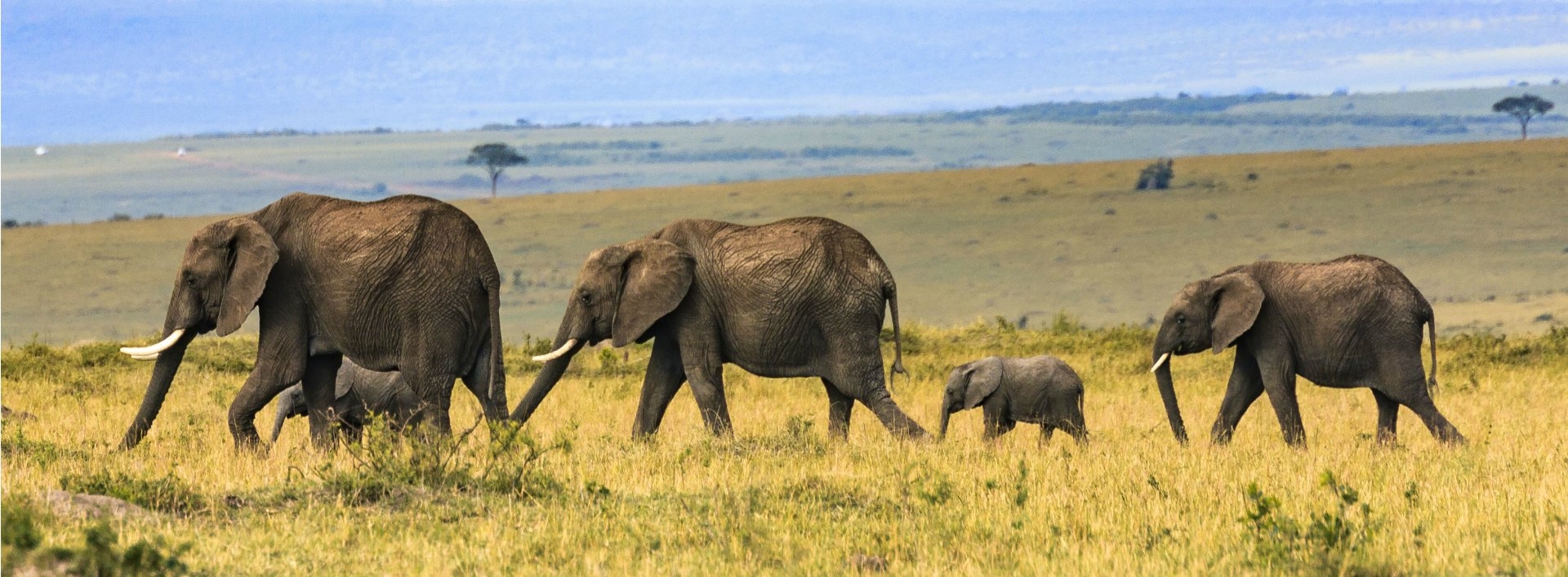 Big Vs Large Vs Tall Learn The Difference Easy English