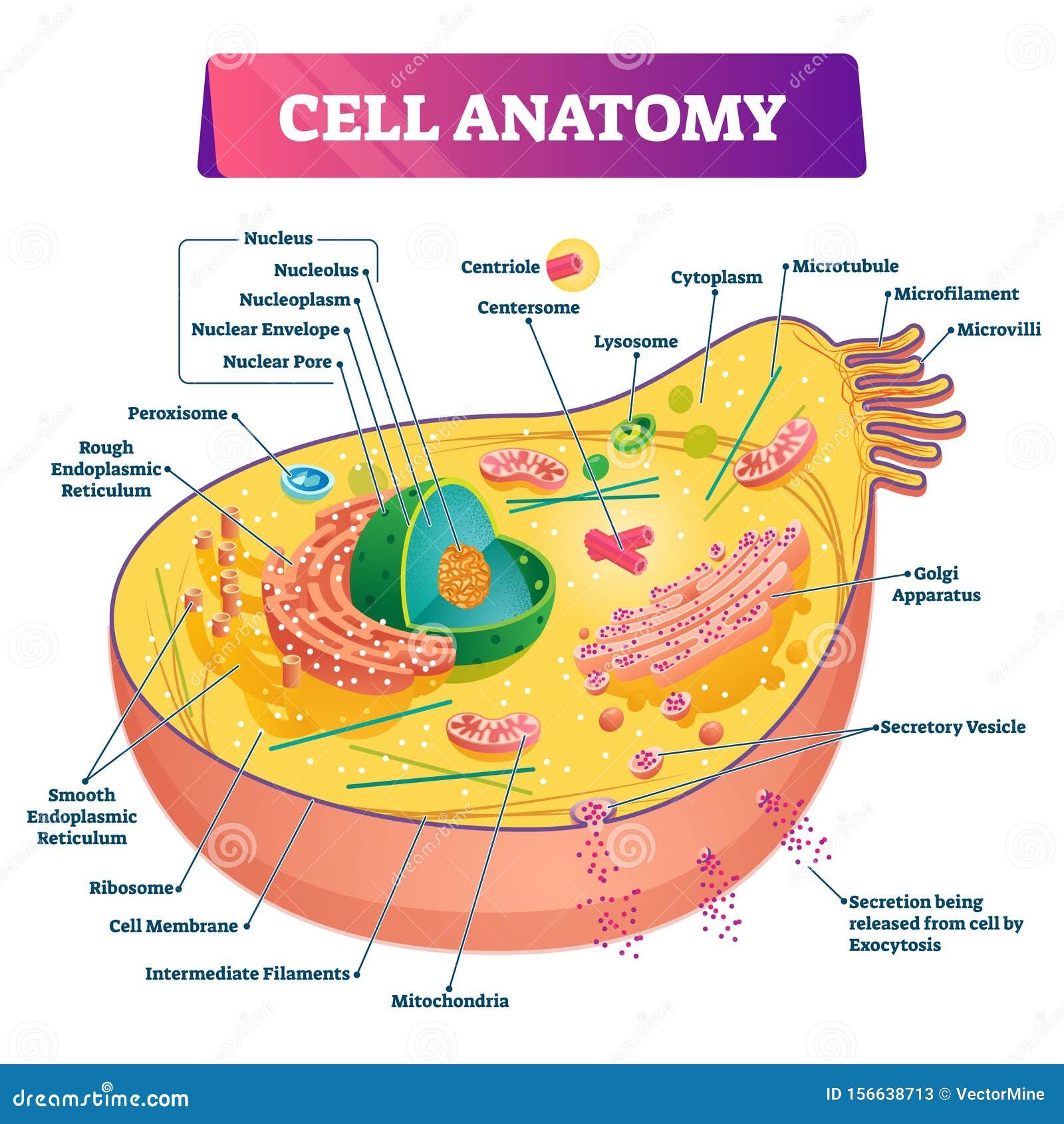Centersome Clipart And Illustrations